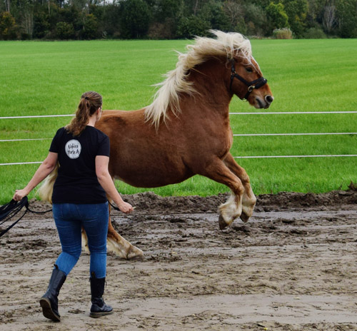 Monique de Hont Natural HorseMo