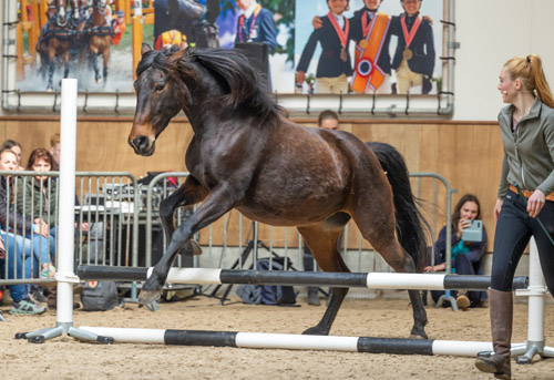 Springen met je paard aan de hand